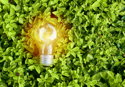 lightbulb in the grass