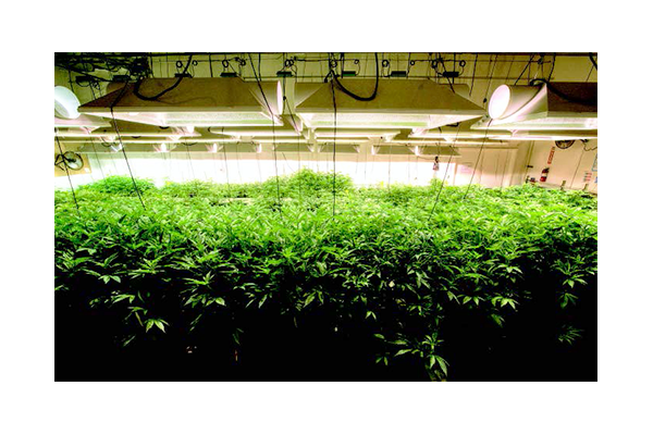 Cannabis farm